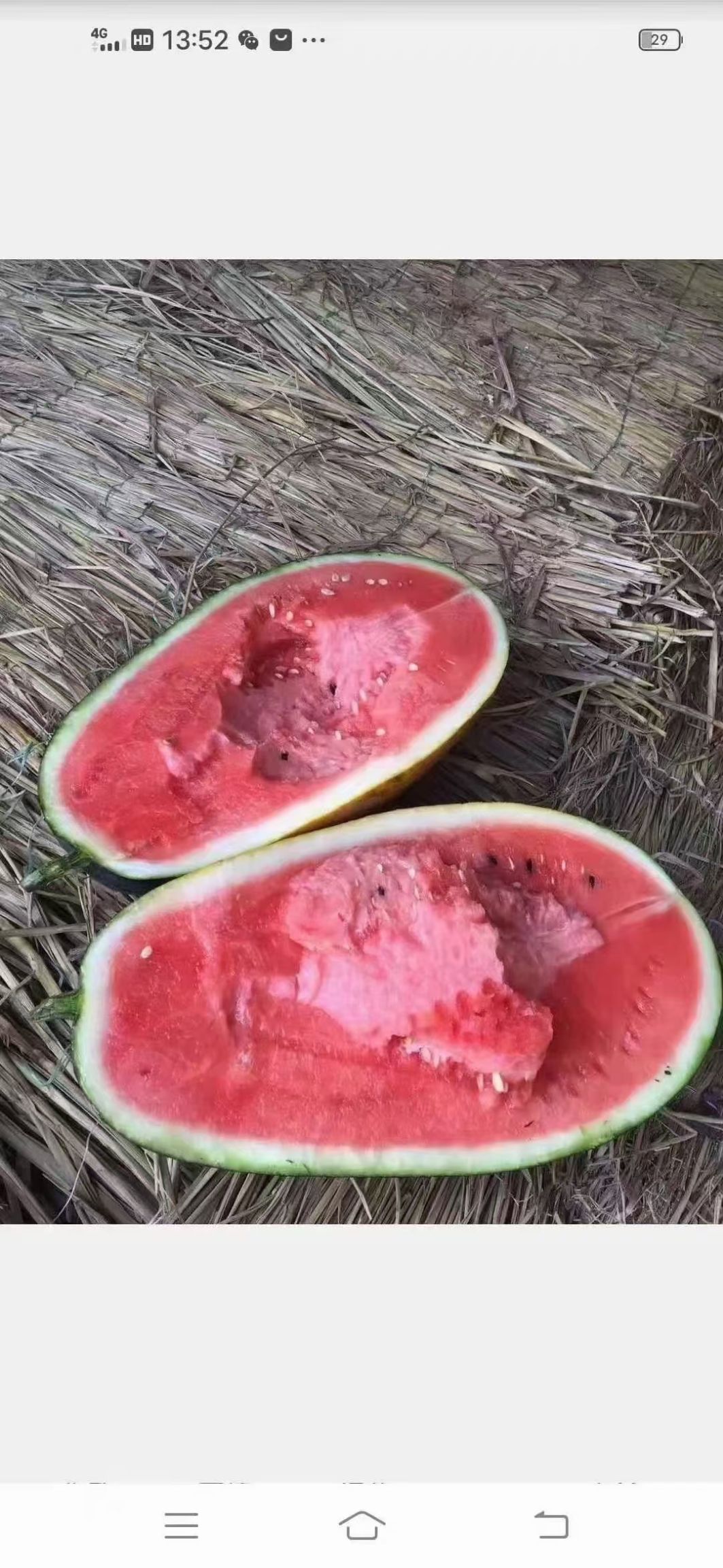 黑美人西瓜广东省阳江市阳西县1茬一级