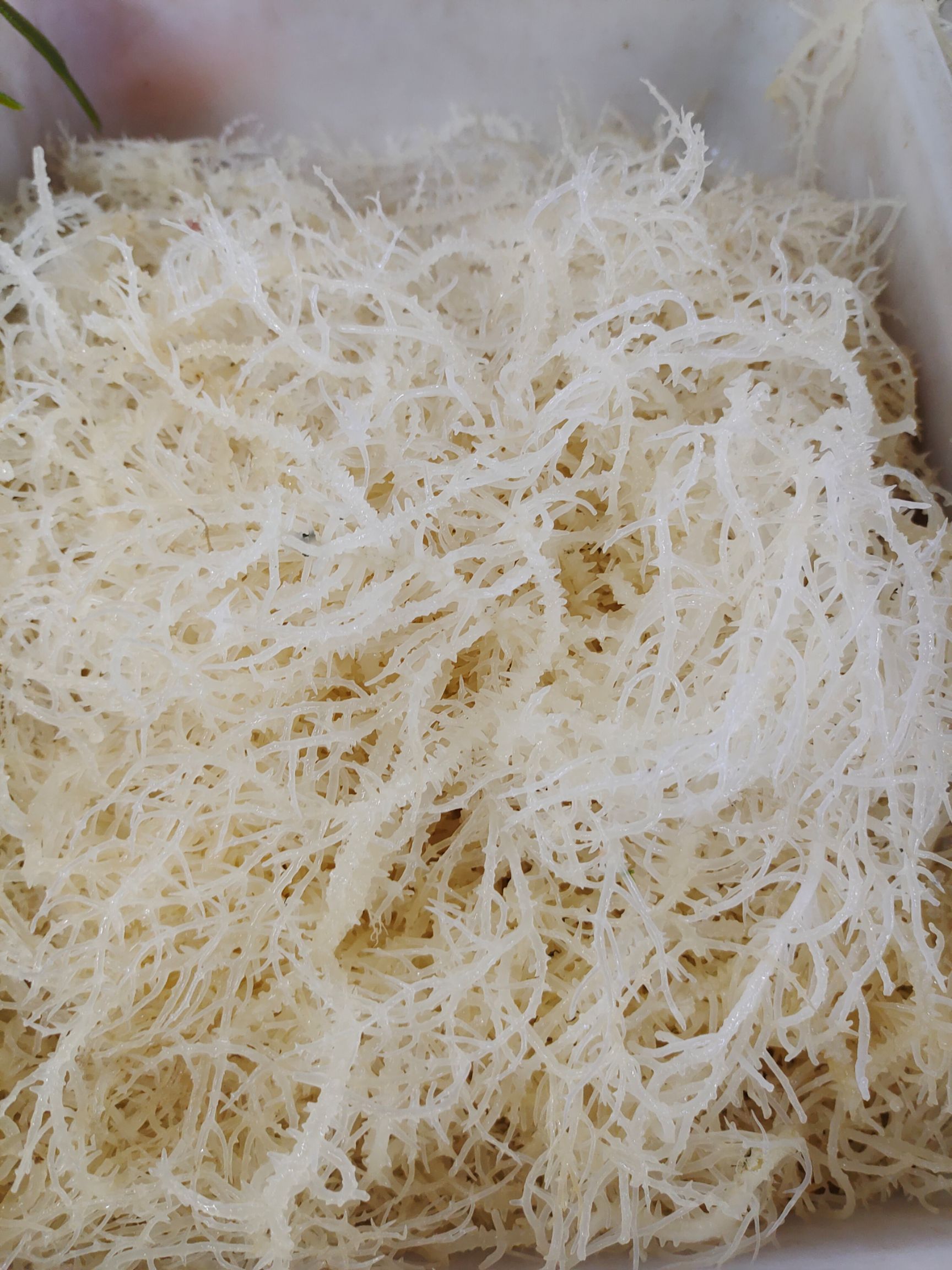 干石花菜  鹿角草，无盐，干菜出菜率高一斤可以出7-8斤，能放两天没问题