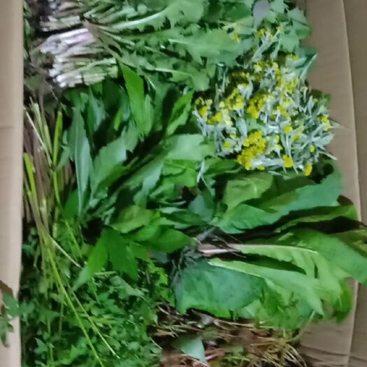 龙里县贵州野生山野菜