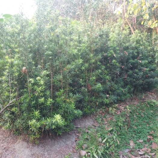 普宁市小叶罗汉松  罗汉松树苗中叶罗汉松绿化造型素材