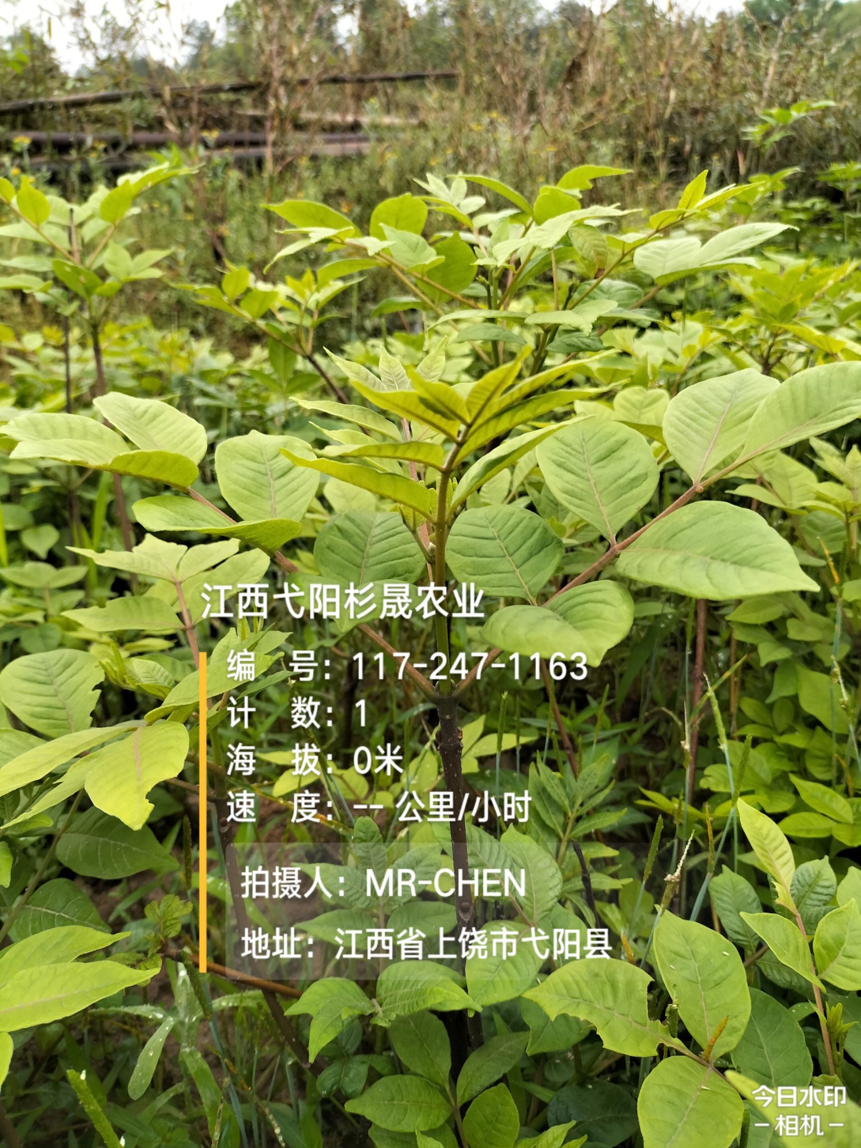 吴茱萸种子  吴茱萸枝条  江西中花  高品质含量   扦插育苗