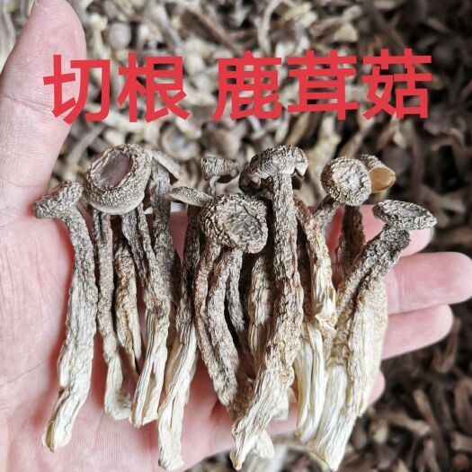 新货 鹿茸菇 产地直销10斤一件鲜香脆嫩纯干靓色鹿茸菌