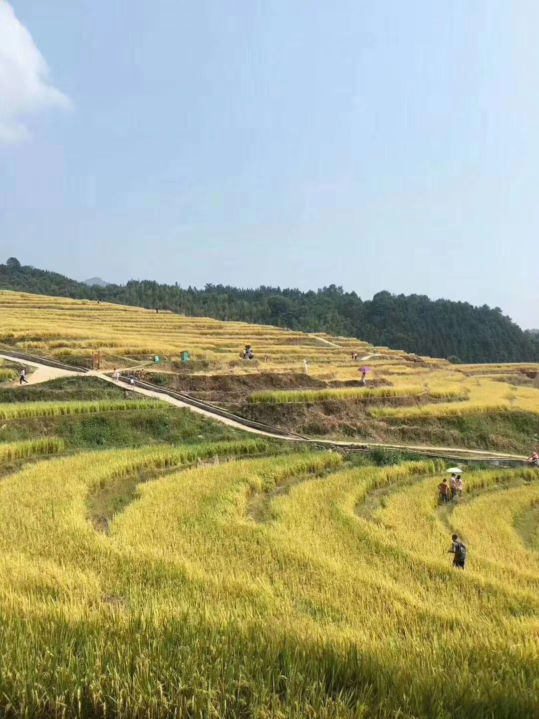 黄花粘，油粘米