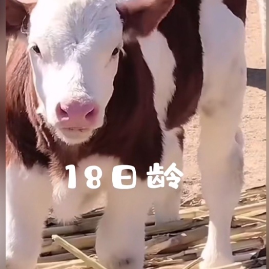 威宁县西门塔尔牛，杂交牛，肉牛