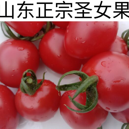 莒县 千禧圣女果小西红柿樱桃柿子现摘水果西红柿蔬菜自然熟透