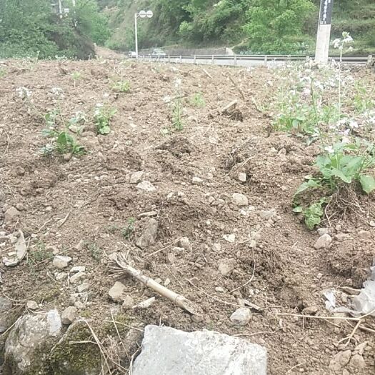 大关县人工草地  土地