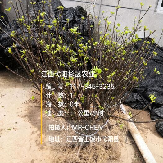 弋阳县江西中花吴茱萸苗   扦插苗  含量高 出成活好