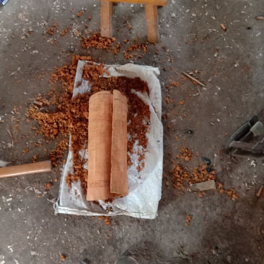 平南县肉桂 厚肉桂 老树大树肉桂皮油桂