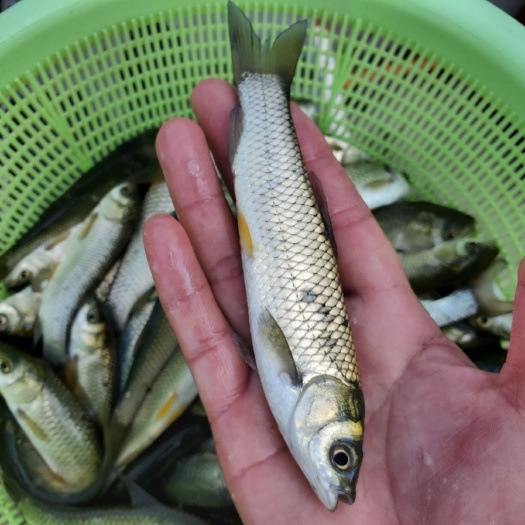 高州市鱼苗 草鱼苗 优质草鱼苗 鲩鱼苗 优质鲩鱼苗