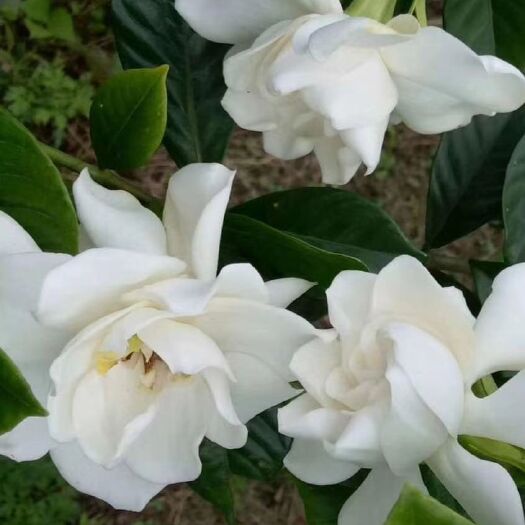 长阳县大叶栀子  大量供应天然栀子鲜花