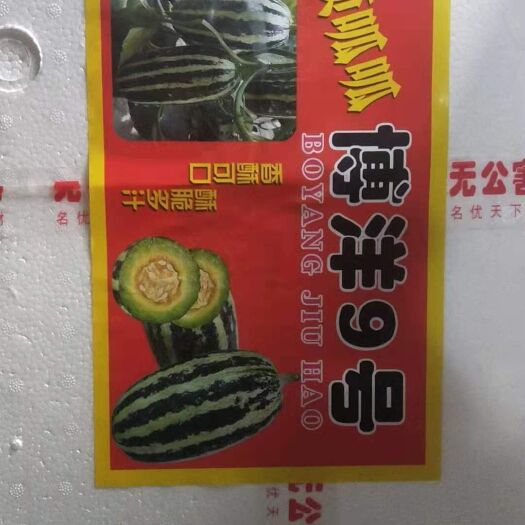 内黄县羊角蜜甜瓜  博洋9羊角蜜，小网纹
