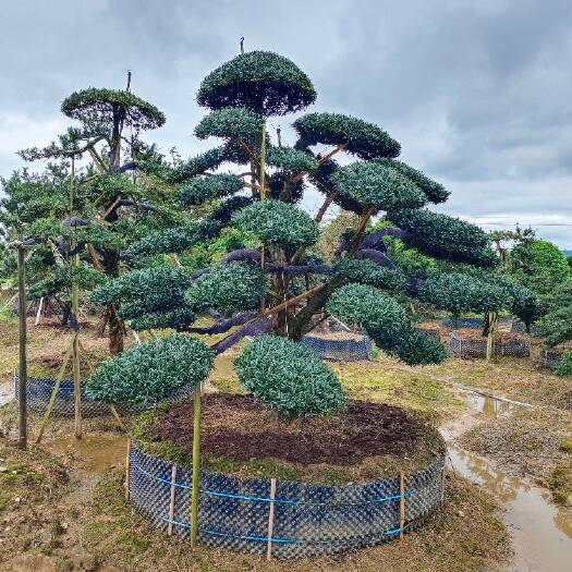 浏阳市造型罗汉松