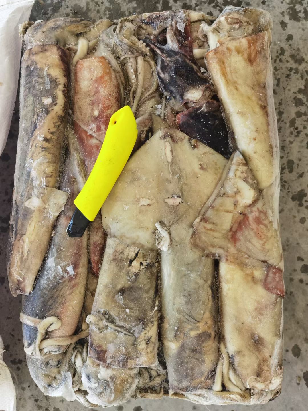 枪乌贼  鱿鱼 船冻 秘鲁赤道鱿鱼小条500-1000g 1
