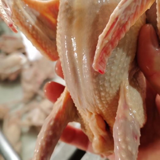 石家庄白条鸽 乳鸽，肉鸽冰鲜   速冻乳鸽5-6两