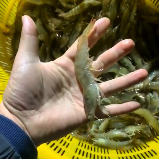 兴城市 南美白对虾 海水养殖  各种规格都有