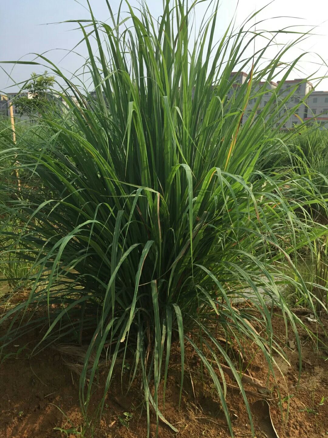  番石榴、香茅