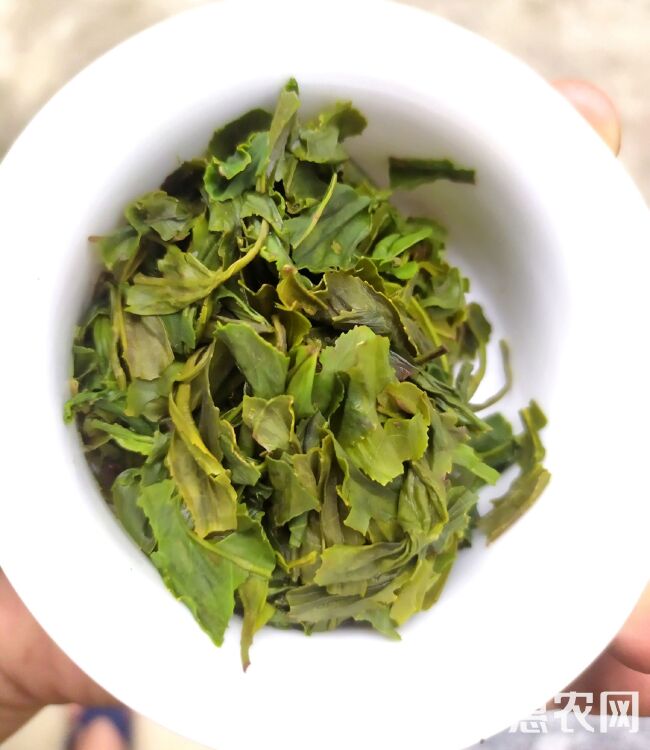 浙江绿茶云雾绿茶清香绿茶杭州绿茶袋装茶叶1斤高山绿茶散装茶叶