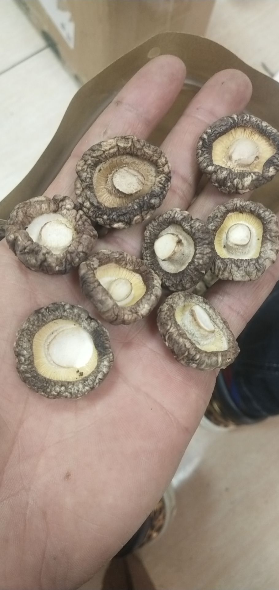 小香菇  火锅店专用菇金钱菇  优质珍珠菇个小味美无杂质鲜嫩