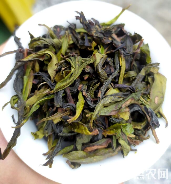 单丛茶  八仙茶潮汕土山茶惠来土山茶诏安八仙茶叶高山茶叶1斤