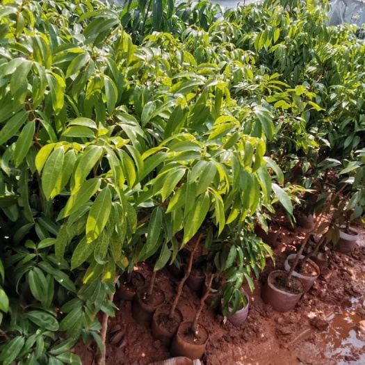 灵山县白糖罂荔枝 荔枝。