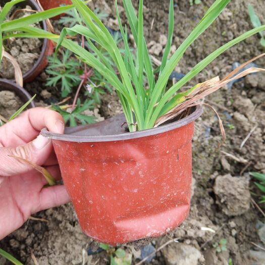 常州金娃娃萱草 