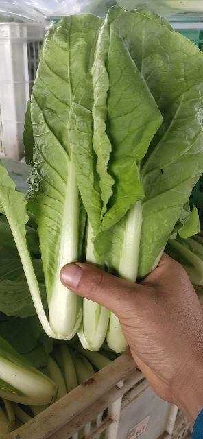 闻喜县 白菜苗上海青茼蒿香菜叶面亮里