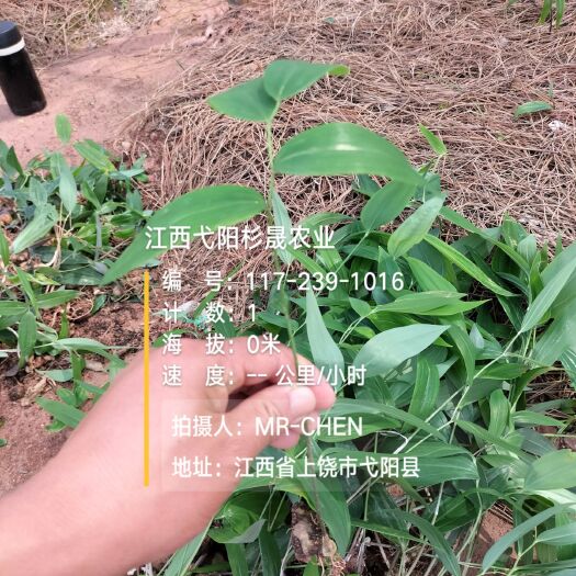 弋阳县黄精种苗 黄精苗  姜型多花甜黄精