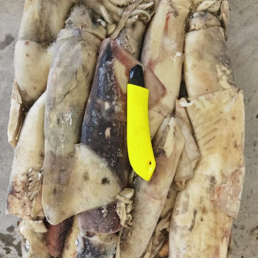 舟山枪乌贼  鱿鱼 船冻 秘鲁赤道鱿鱼小条500-1000g 12.5kg