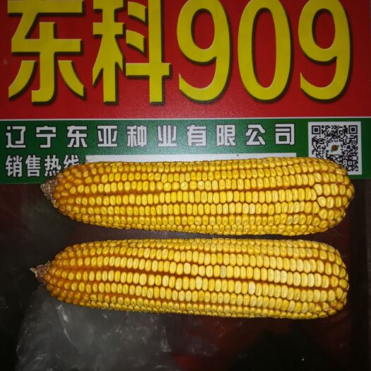 霍州市 玉米种子东科909