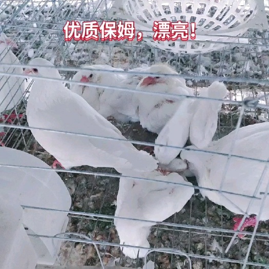 商丘肉鸽  出售优质保姆种鸽母性好，带崽多，成活率高，出售60天青年鸽