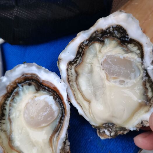 深圳三倍体生蚝 乳山生蚝1.5+，烧烤店路边摊大排档清蒸网红店