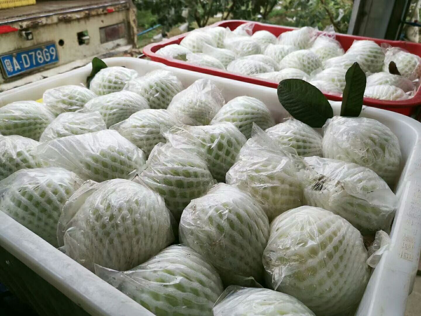  番石榴、香茅