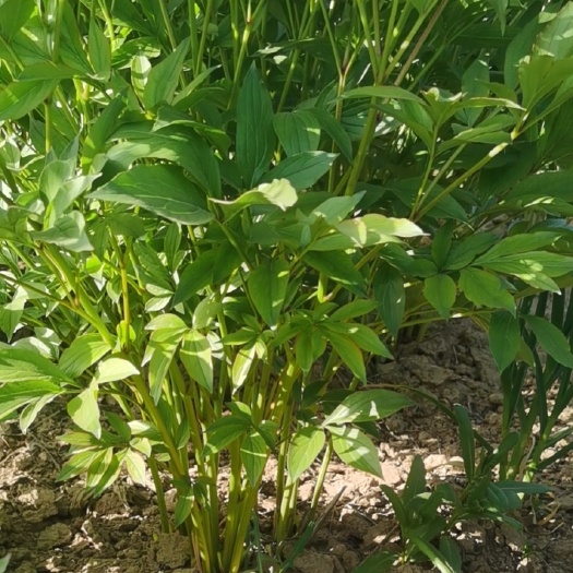 菏泽多花芍药  观赏芍药