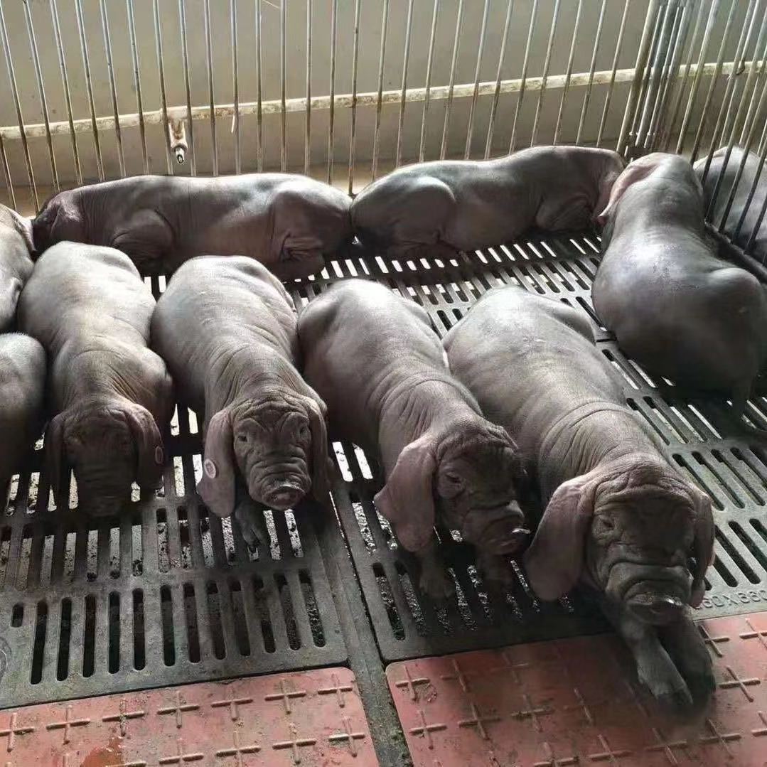 雅安太湖母猪种场图片