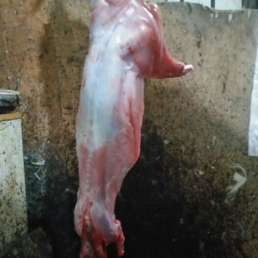 宜兴市 冷冻，冷鲜兔肉