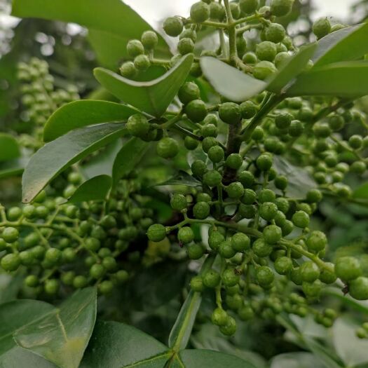重庆市青花椒 重庆天之椒