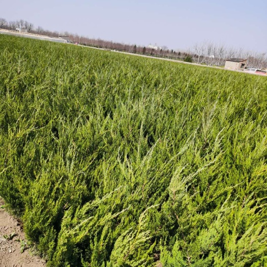 泰安小龙柏 大量供应龙柏小苗 工程用苗 量大从优