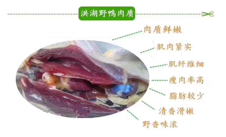 白条鸭  洪湖老飞天鸭  地标产品  盒马合作商