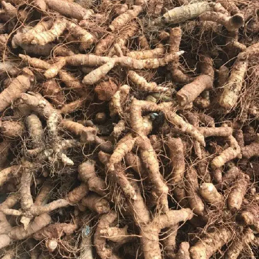 丹东东北鲜玉竹出售
