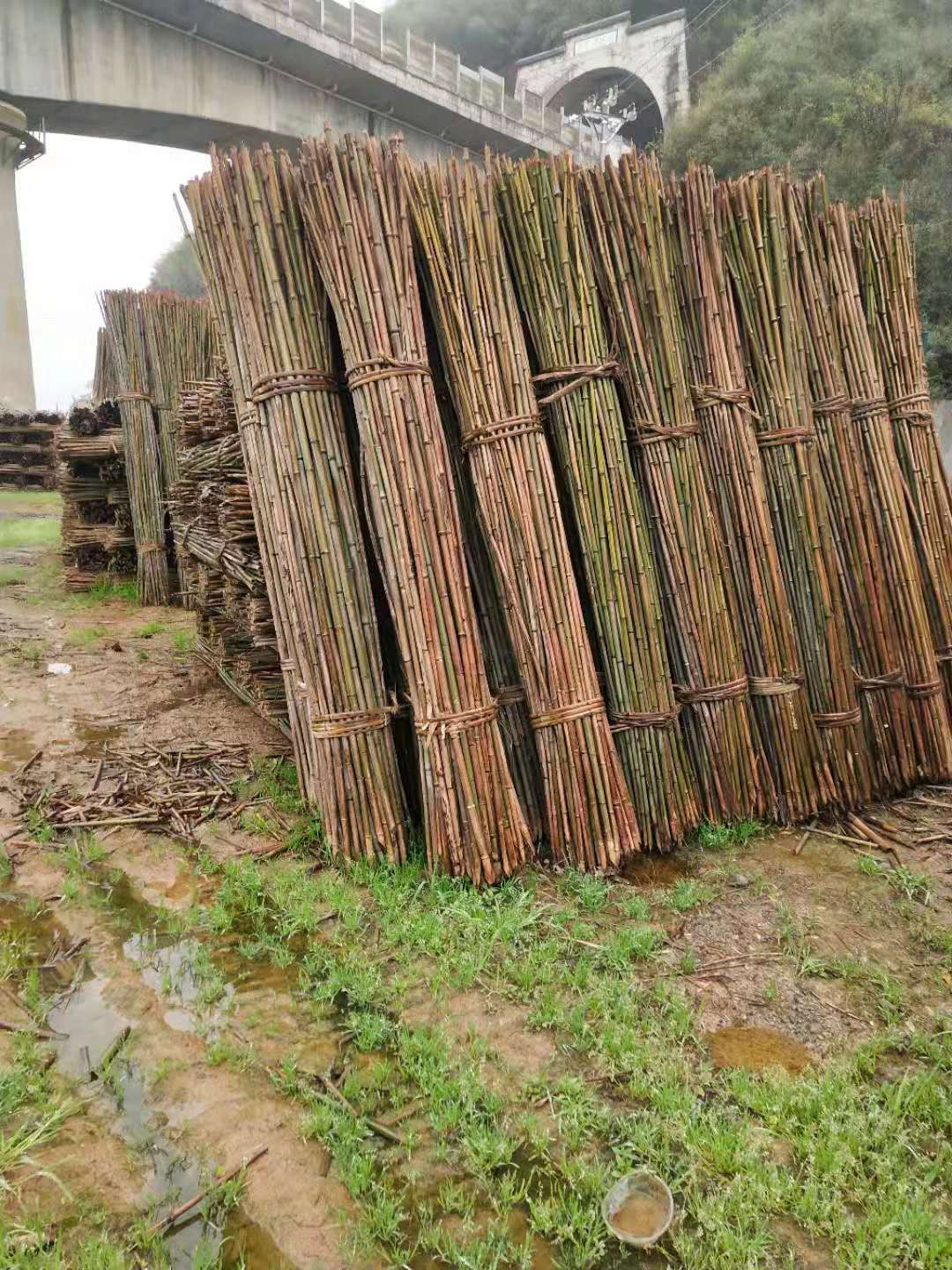 菜架竹 2.3米至2.5米竹子