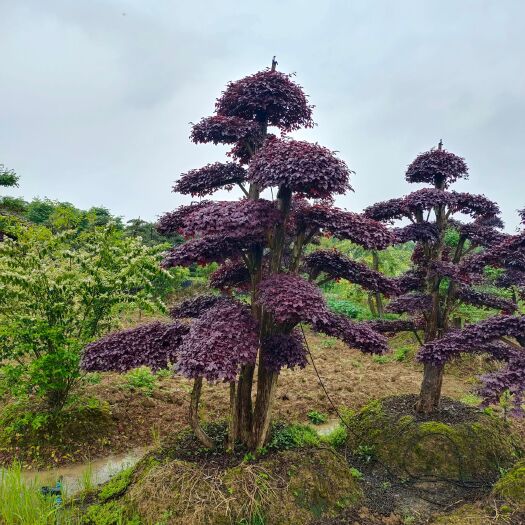 浏阳市红花继木造型树  造型红花檵木
