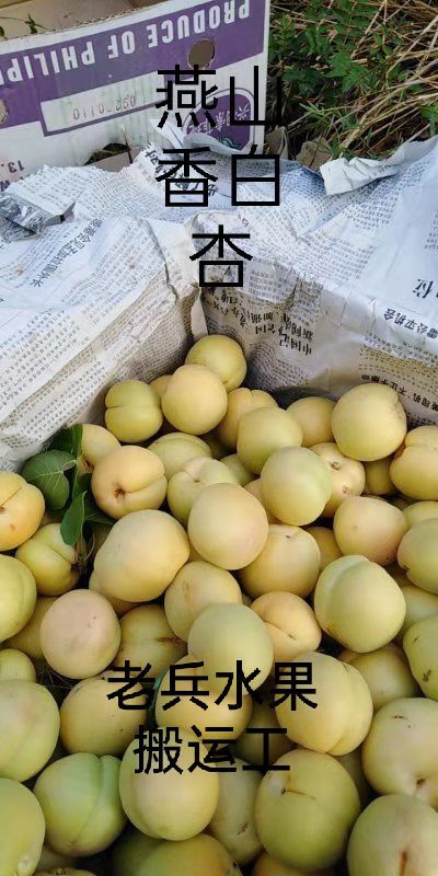 唐山小白杏  遵化党峪镇，燕山香白杏