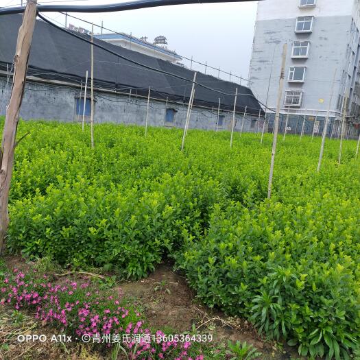 青州市冬青卫矛 绿化苗木卫矛