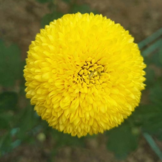 亳州金丝皇菊苗 供应各种菊花苗……常年收购各种干菊花