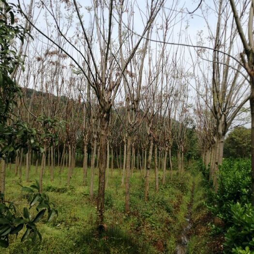 建德市 现有11至20的黄山栾树15000棵急需处理，有需要者联系我
