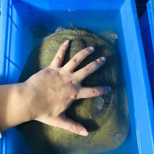高邮市 纯外塘甲鱼，秉承着全程吃鱼虾蟹进行养殖。