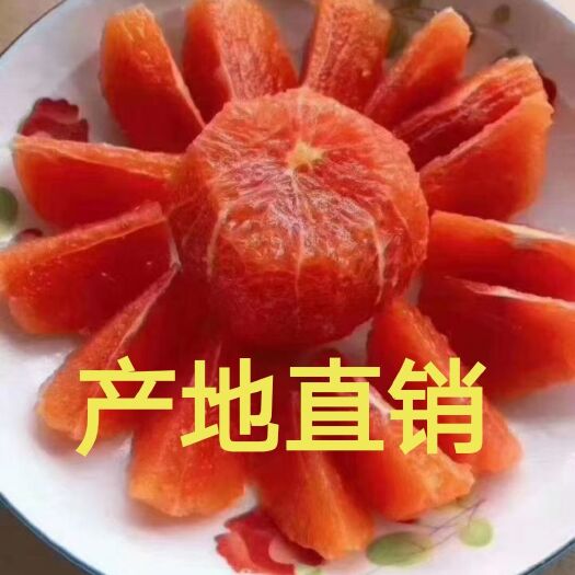 秭归县红橙  红肉脐橙 红心橙 中华红 二月红 血橙产地批发现看现