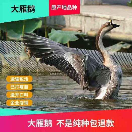 莘县朗德鹅苗 纯正朗德鹅活体小灰鹅活体脱温鹅活苗白鹅小鹅活鹅雁鹅活苗雁鹅