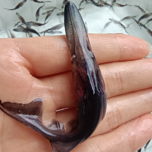 眉山鸭嘴鱼苗  鸭嘴鱼鱼苗各种特种鱼苗出售