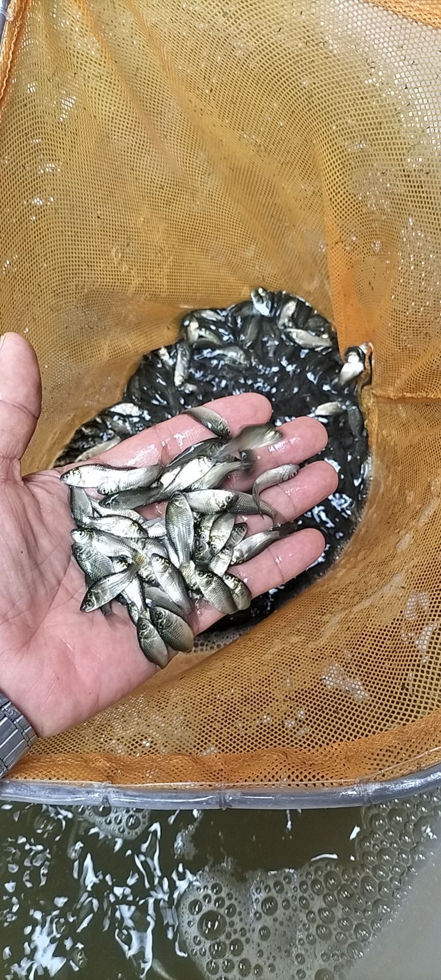 鲫鱼苗  鲫鱼中科五号 湘云 产地直量大价优